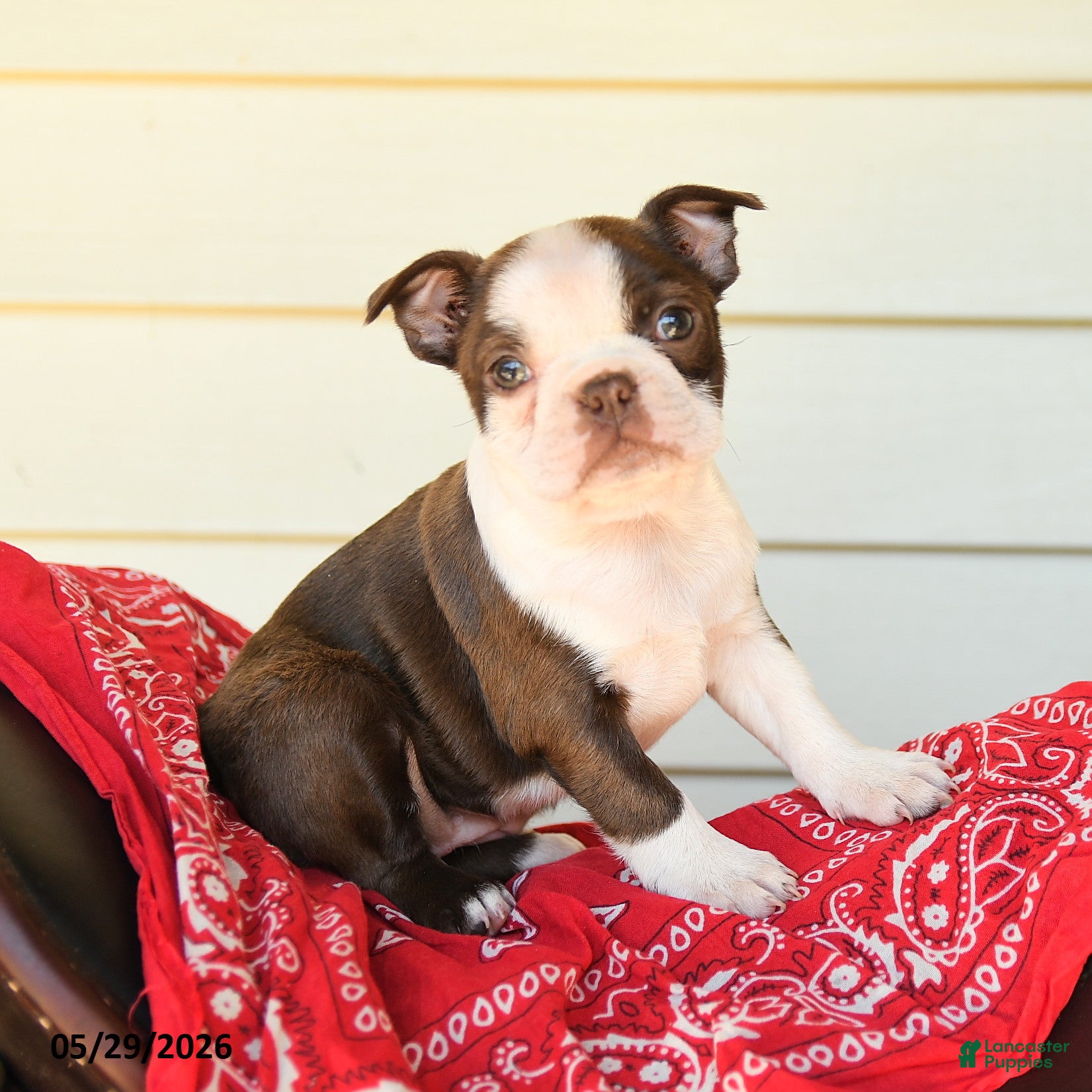 Boston Terrier dogs Sharleen - Ad 2