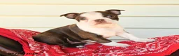 Boston Terrier dogs for sale: Sharleen - Ad 2