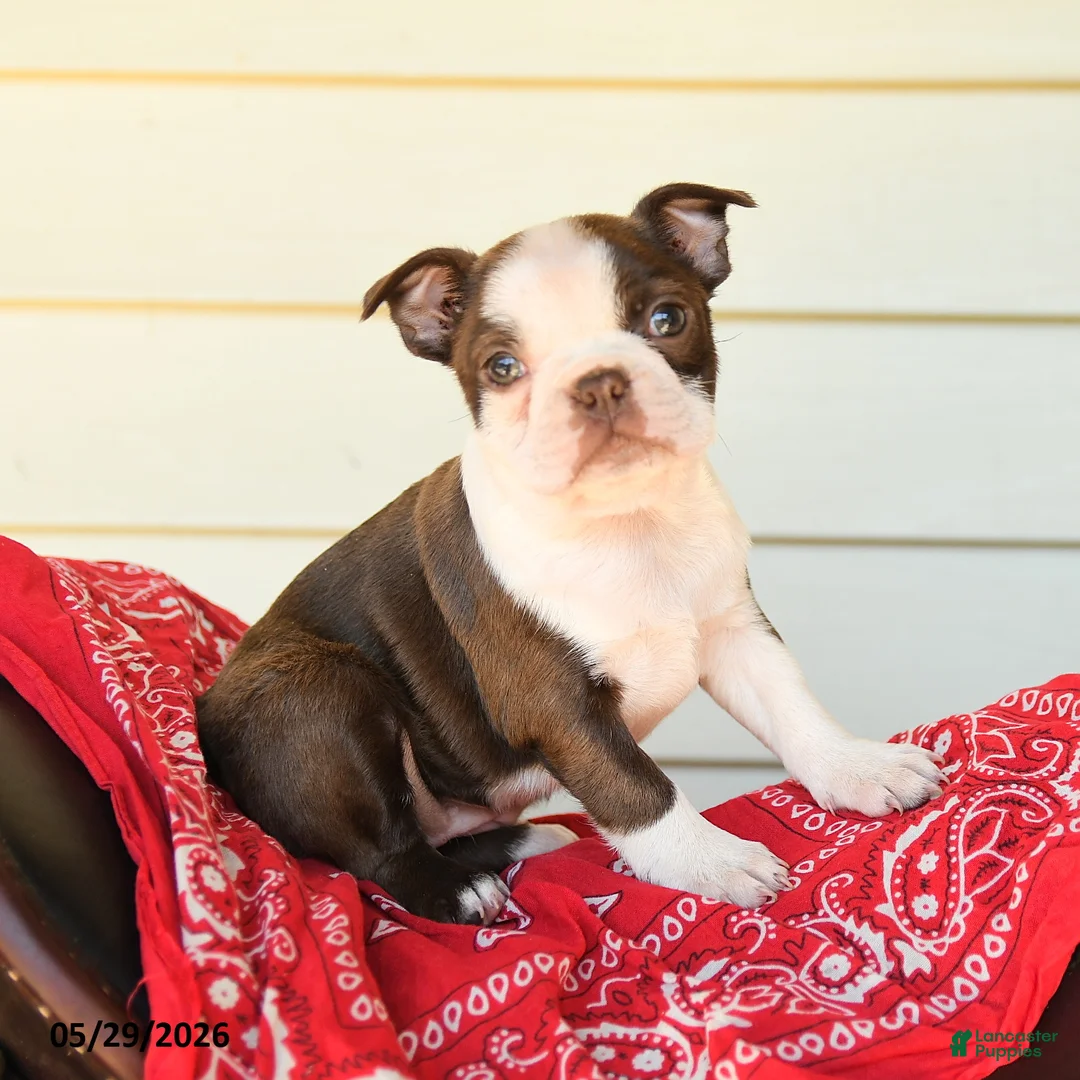 Boston Terrier dogs for sale: Sharleen - Ad 2