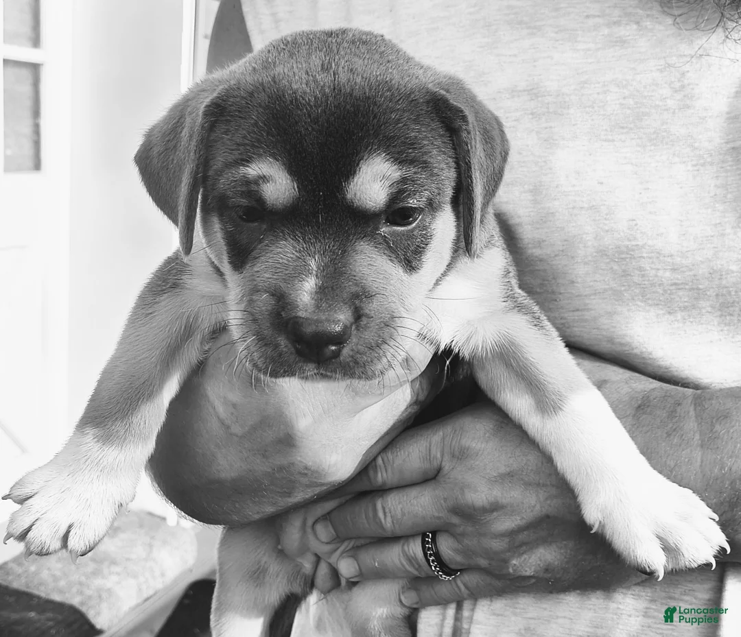 Pitsky dogs for sale: Blue Gray - Ad 2