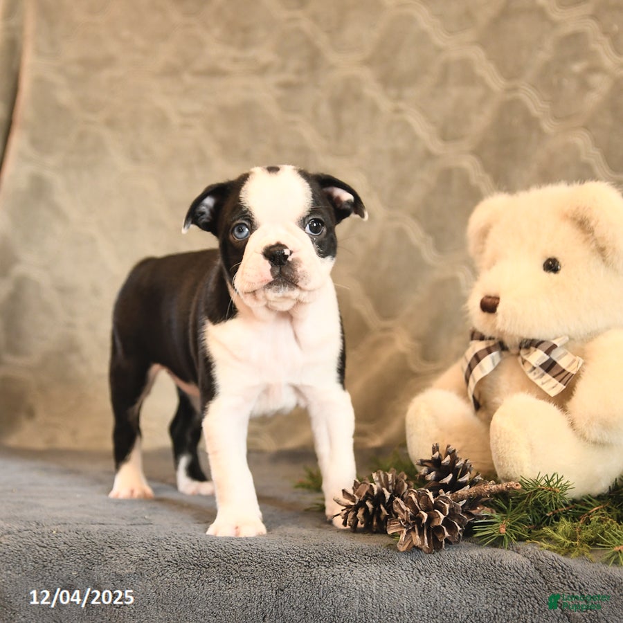 Boston Terrier dogs Azure - Ad 1