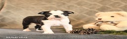 Boston Terrier dogs for sale: Azure - Ad 1