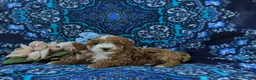 Miniature Poodle dogs for sale: Shantae - Ad 4