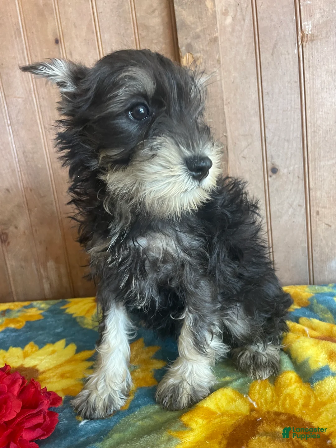 Miniature Schnauzer dogs for sale: Matilda - Ad 2