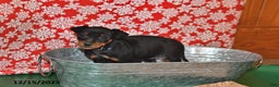 Miniature Pinscher dogs for sale: Utah - Ad 2