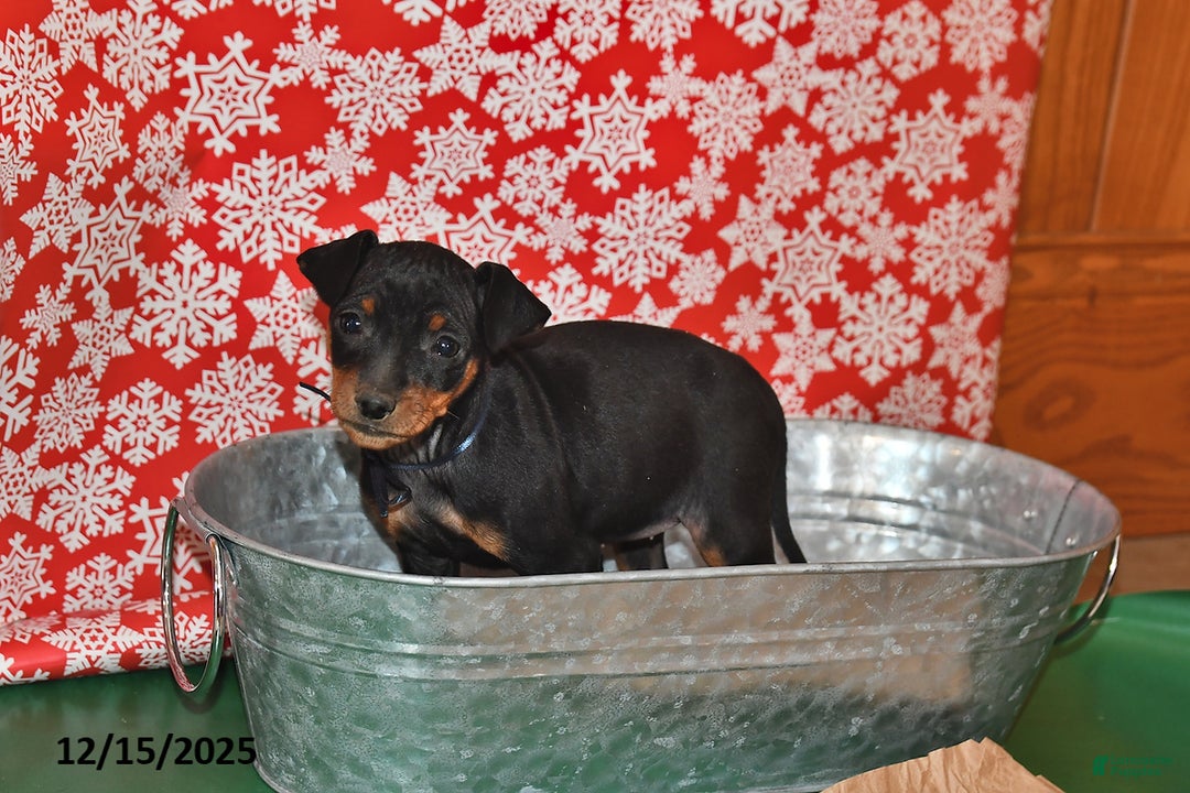 Miniature Pinscher dogs for sale: Utah - Ad 2