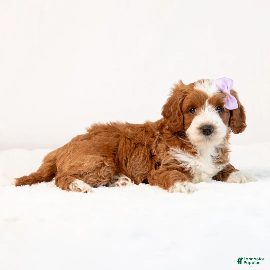 Mini Goldendoodle dogs for sale: Bella - Ad 2