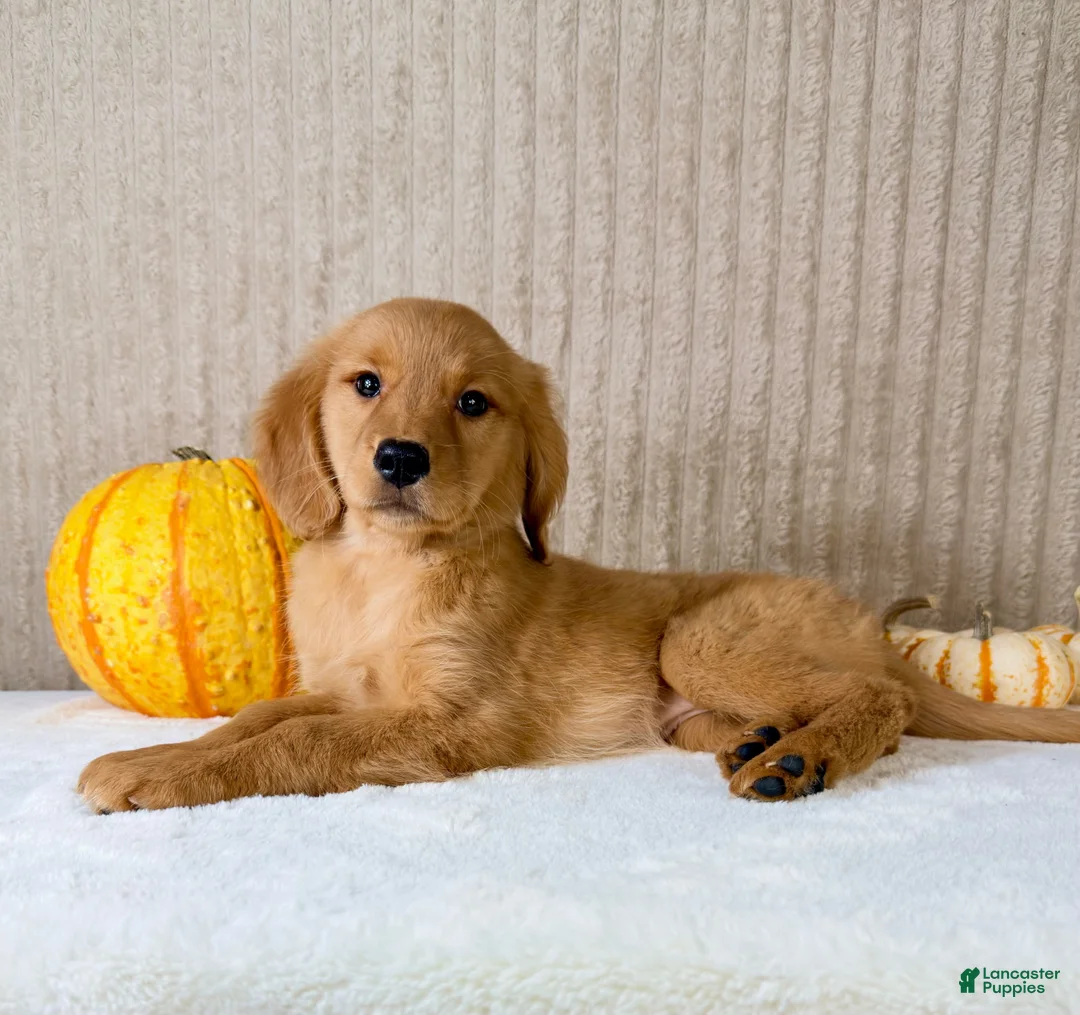 Golden Retriever dogs for sale: Rocco - Ad 2