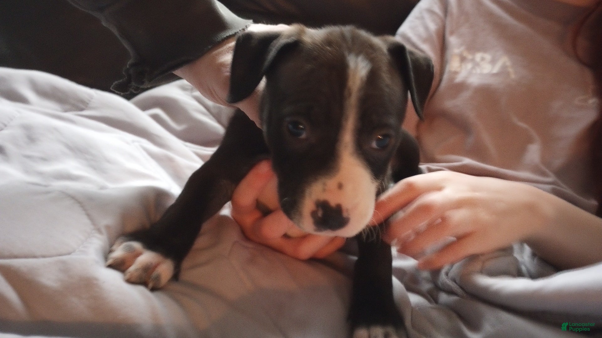 American Bully dogs Helen Maroulis - Ad 25