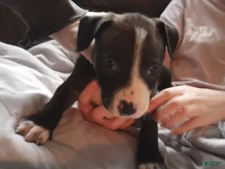 American Bully dogs Helen Maroulis - Ad 7