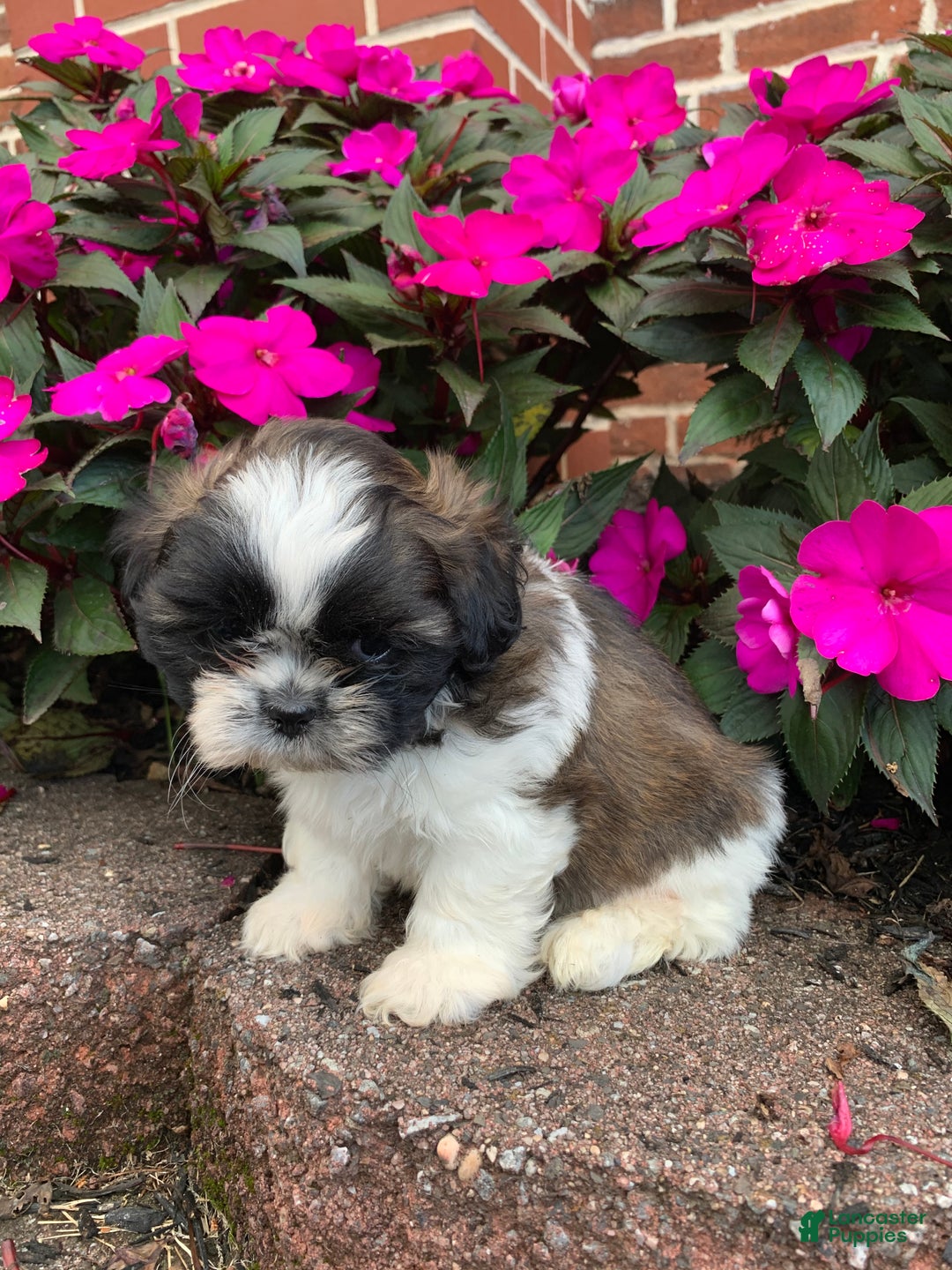 Shih Tzu dogs for sale: Archie - Ad 17