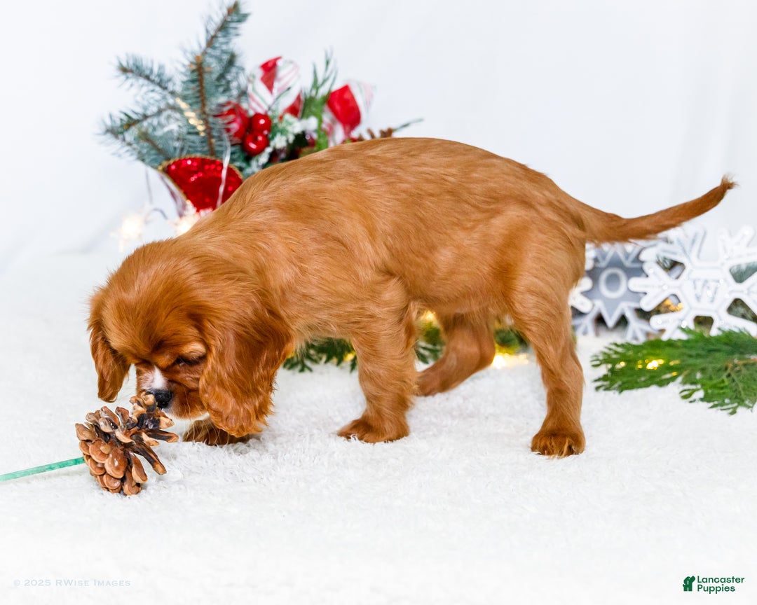 Cavalier King Charles Spaniel dogs for sale: Star - Ad 8