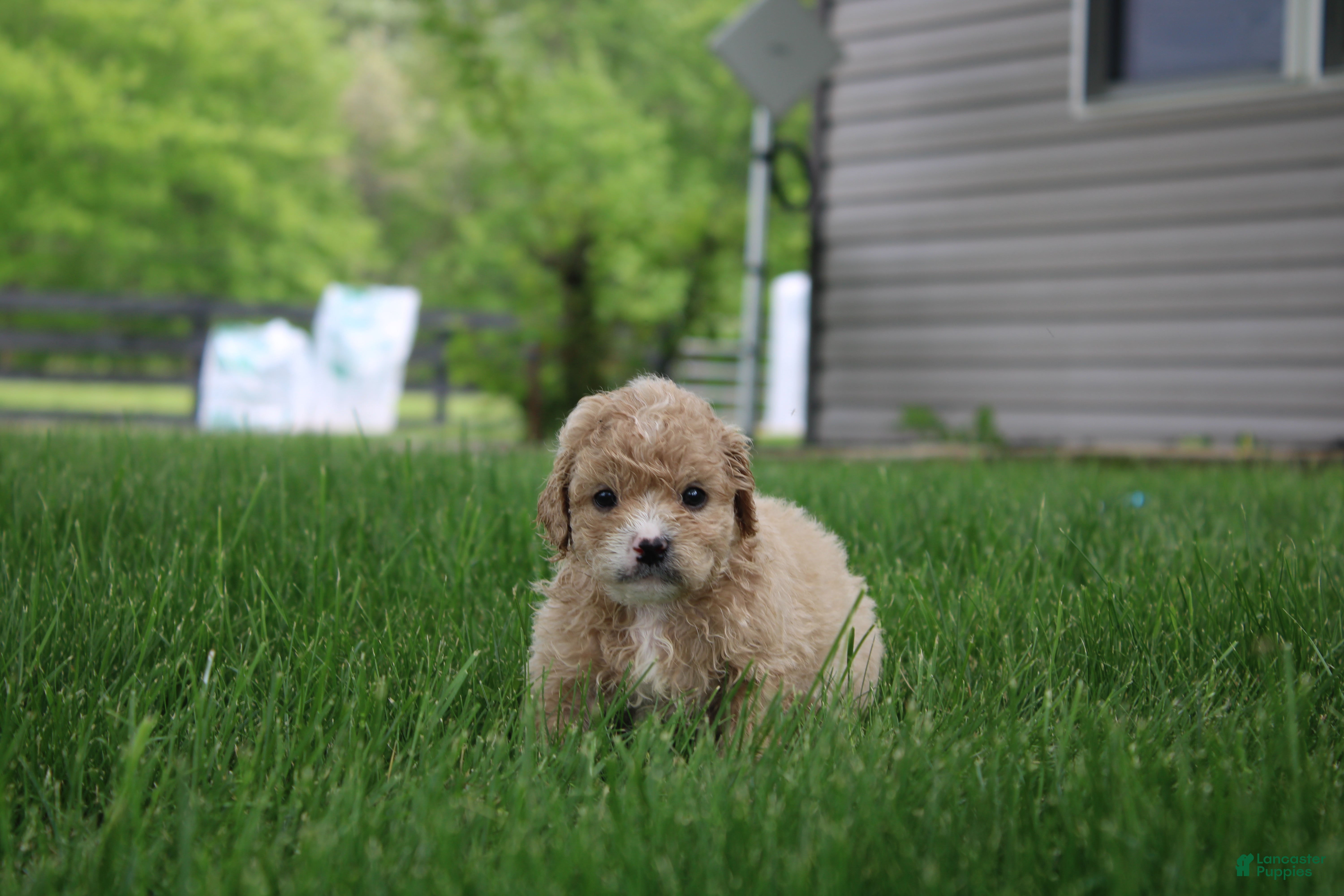 Mini Goldendoodle dogs Tara - Ad 39