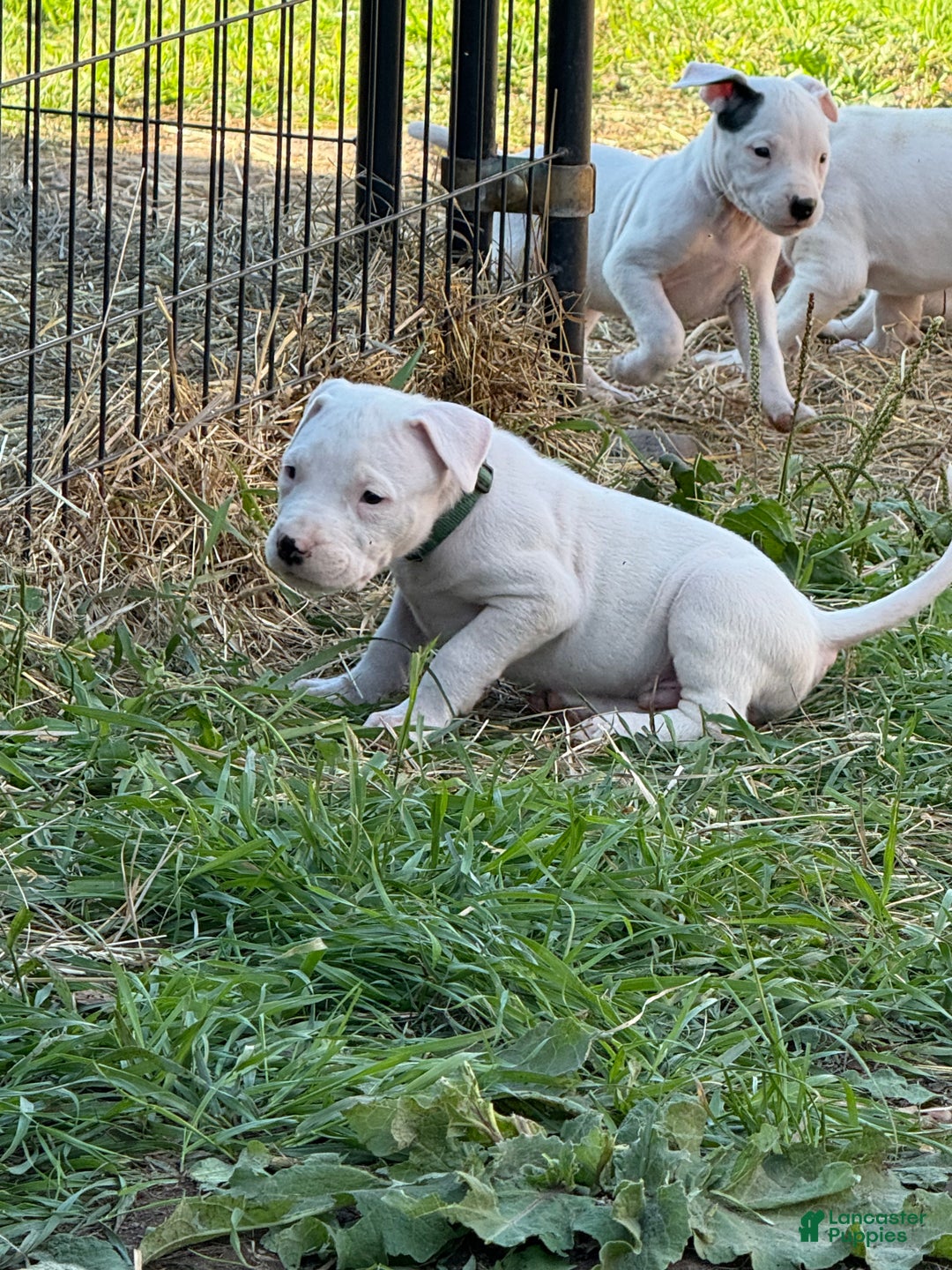 Dogo Argentino dogs for sale: Puppy M3 - Ad 19