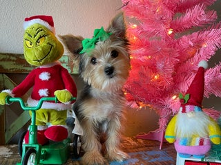 Yorkshire Terrier dogs Meet Lulu - Ad 23