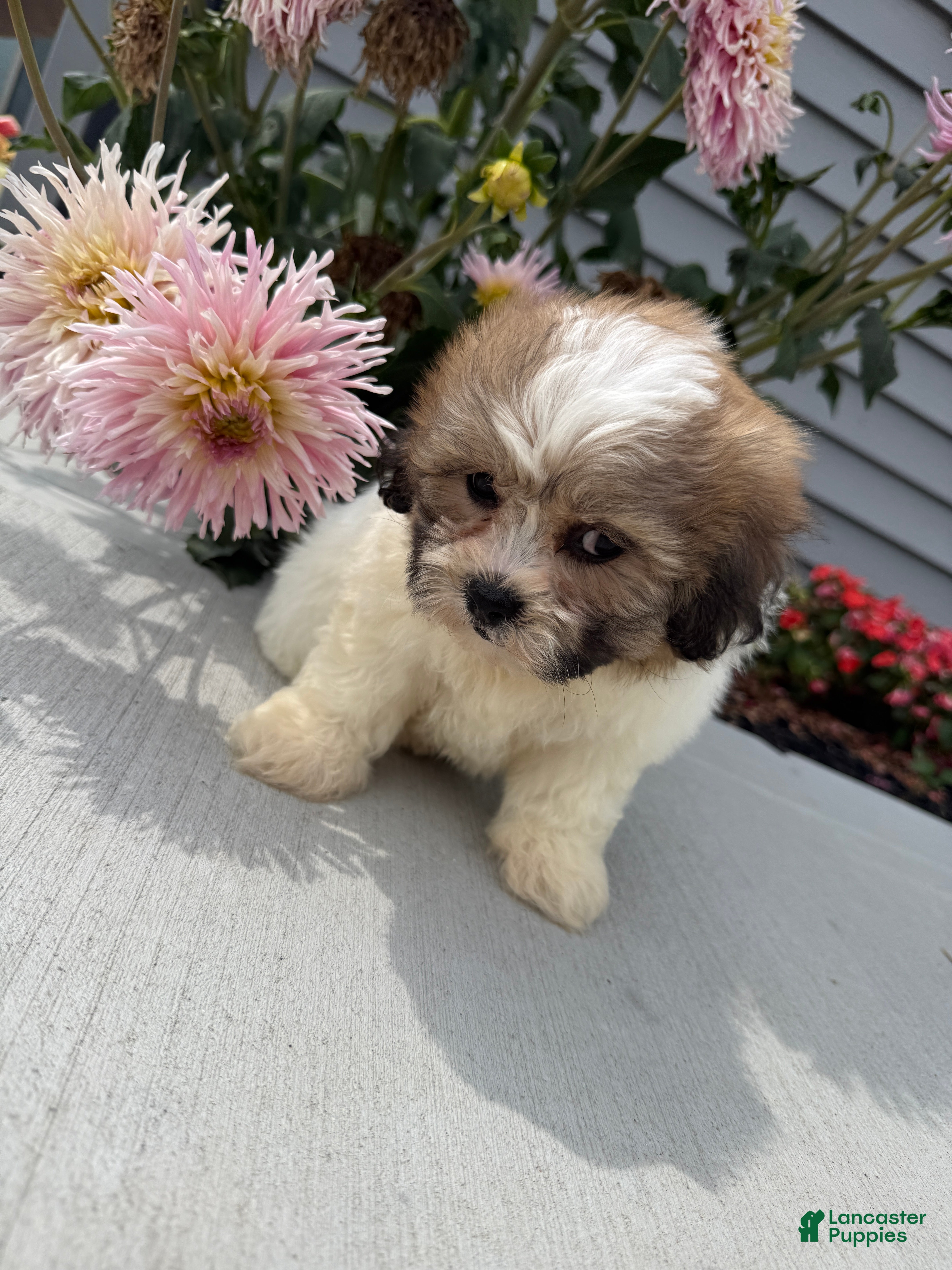 Teddy Bear dogs Lizzie - Ad 1