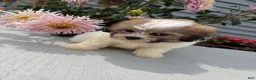 Teddy Bear dogs for sale: Lizzie - Ad 1