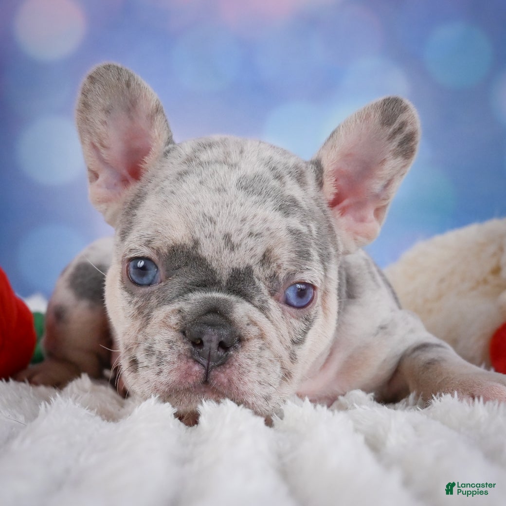 French Bulldog dogs for sale: Cody - Ad 7