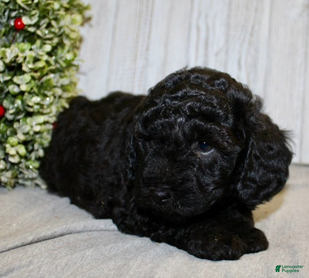 Mixed Breed dogs for sale: Ducky - Ad 8