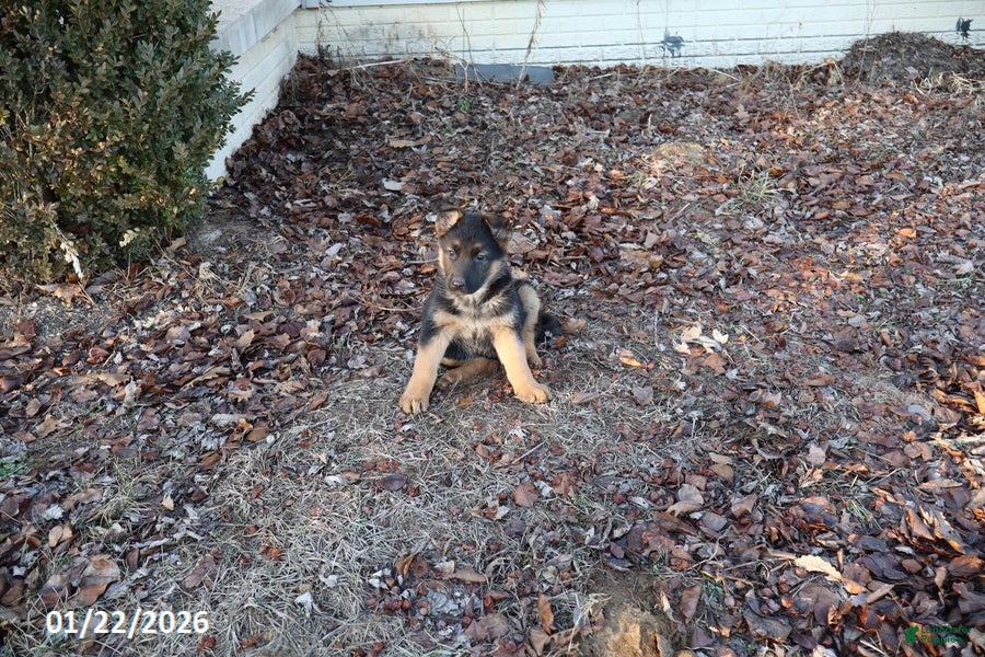 German Shepherd dogs Daisy - Ad 18