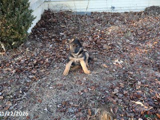 German Shepherd dogs Daisy - Ad 18