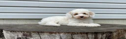 Miniature Poodle dogs for sale: Dakota Miniature Poodle  - Ad 7