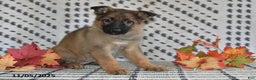 German Shepherd dogs for sale: Kandy - Ad 7