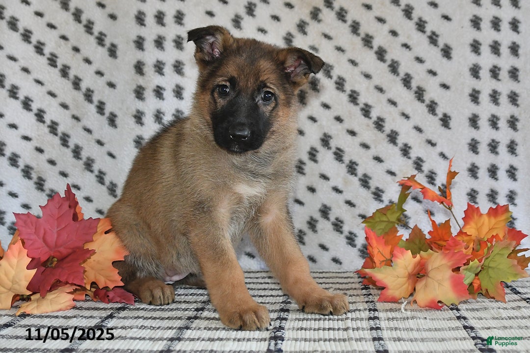 German Shepherd dogs for sale: Kandy - Ad 7