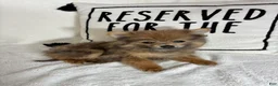 Pomeranian dogs for sale: Pom Pom - Ad 2