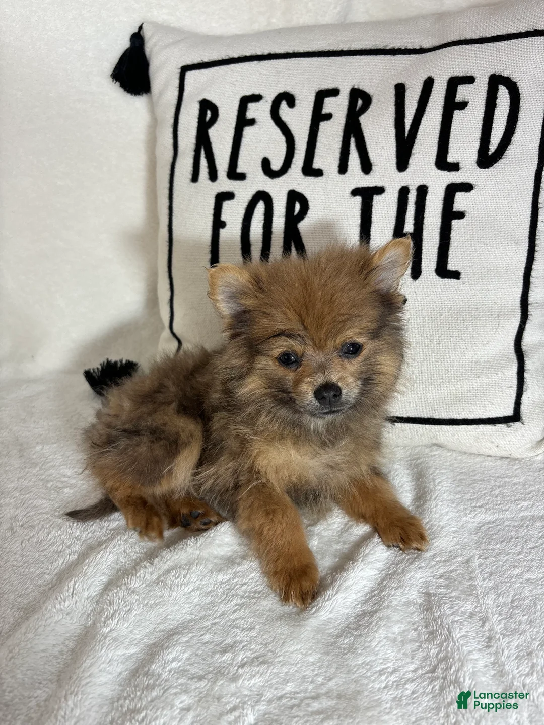 Pomeranian dogs for sale: Pom Pom - Ad 2
