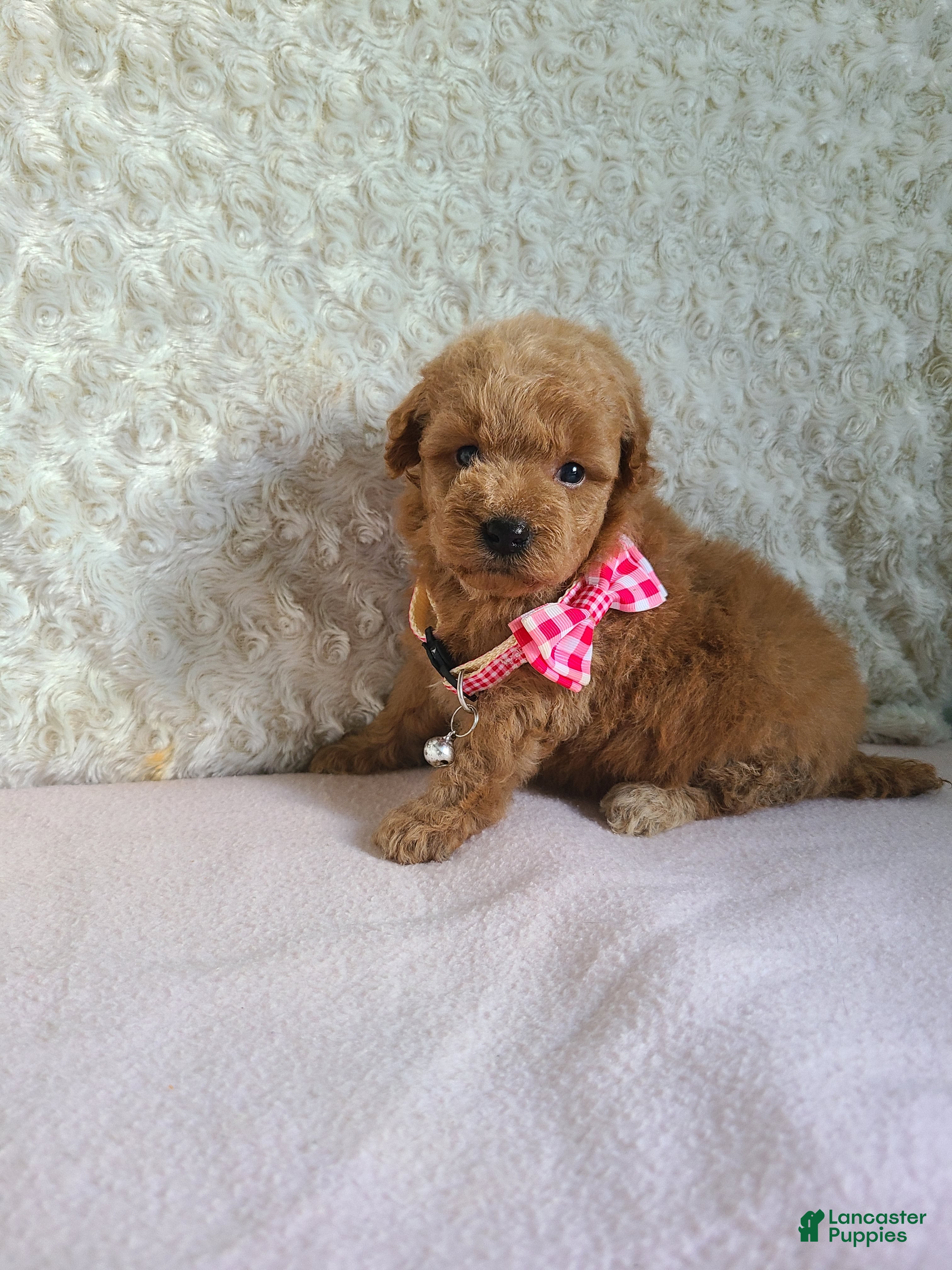 Mini Goldendoodle dogs for sale: Inez - Ad 2