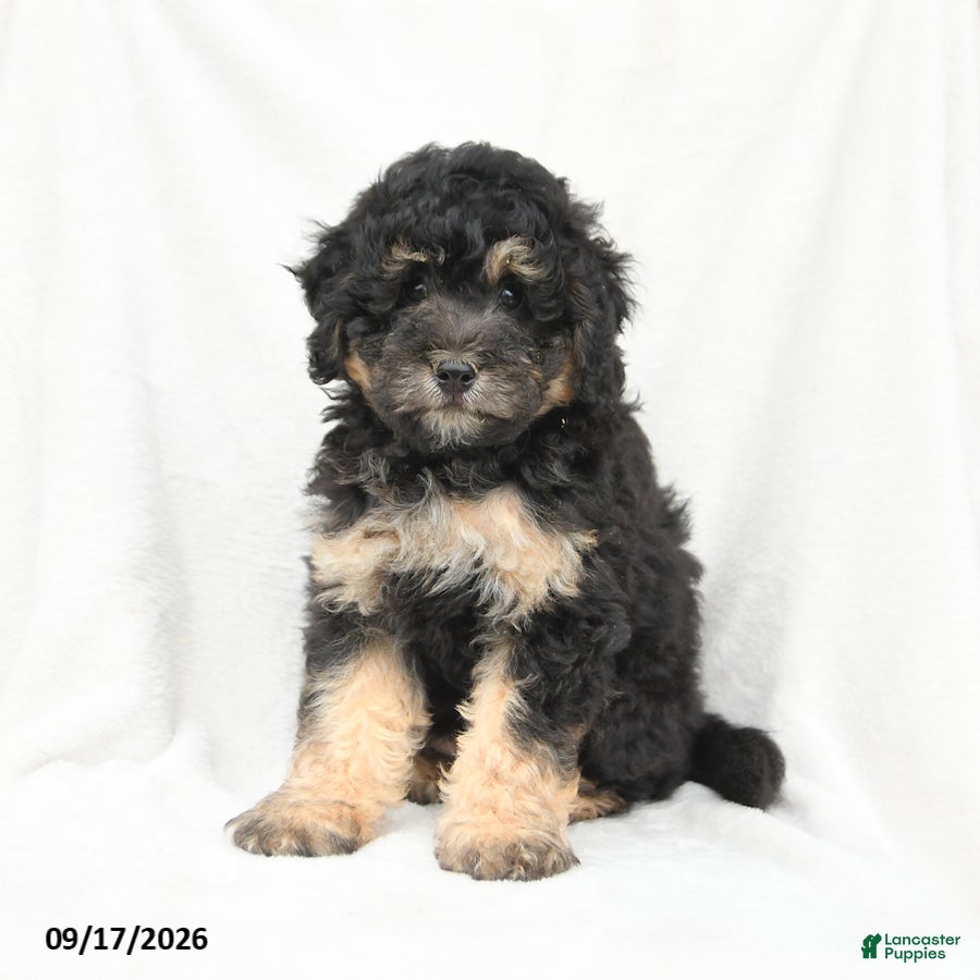 Mini Bernedoodle dogs Max - Ad 2