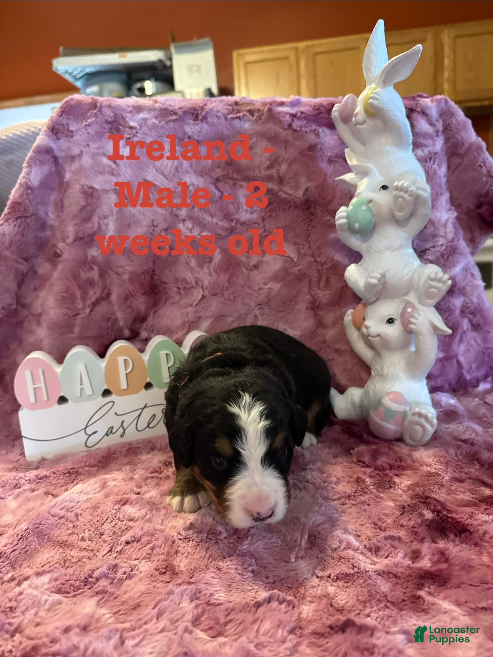 Bernese Mountain Dog dogs Ireland - Ad 26