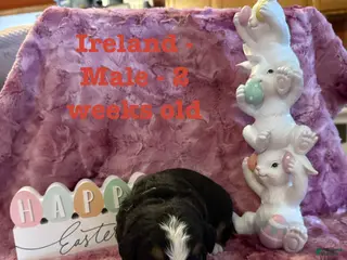Bernese Mountain Dog dogs Ireland - Ad 26