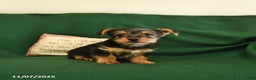 Yorkshire Terrier dogs for sale: Cookie - Ad 6