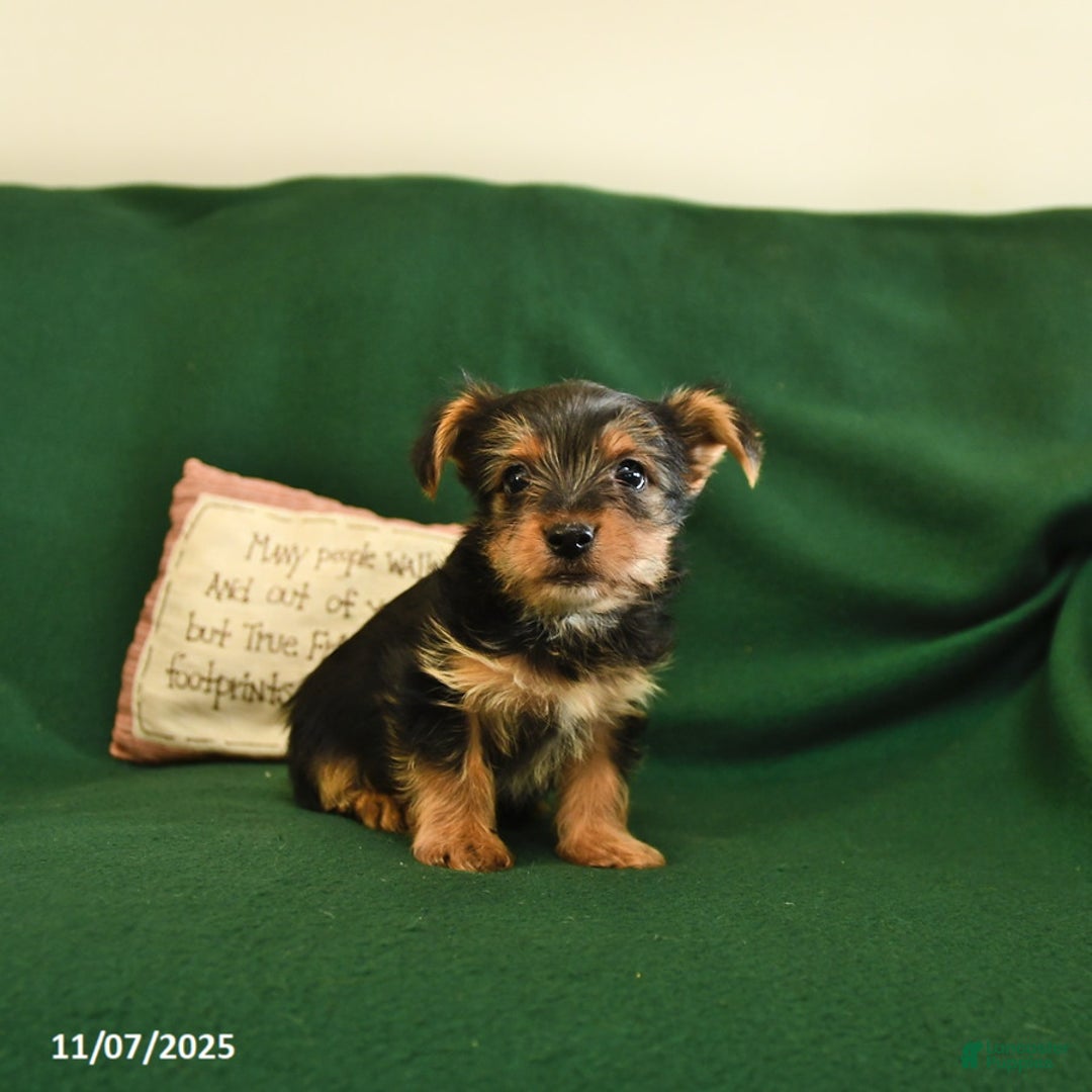 Yorkshire Terrier dogs for sale: Cookie - Ad 6