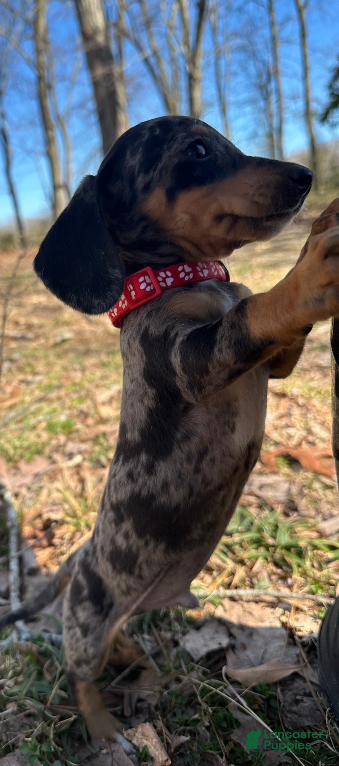 Miniature Dachshund dogs Leo - Ad 1