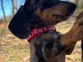 Miniature Dachshund dogs for sale: Leo - Ad 1