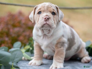 Mixed Breed dogs - Ad 10