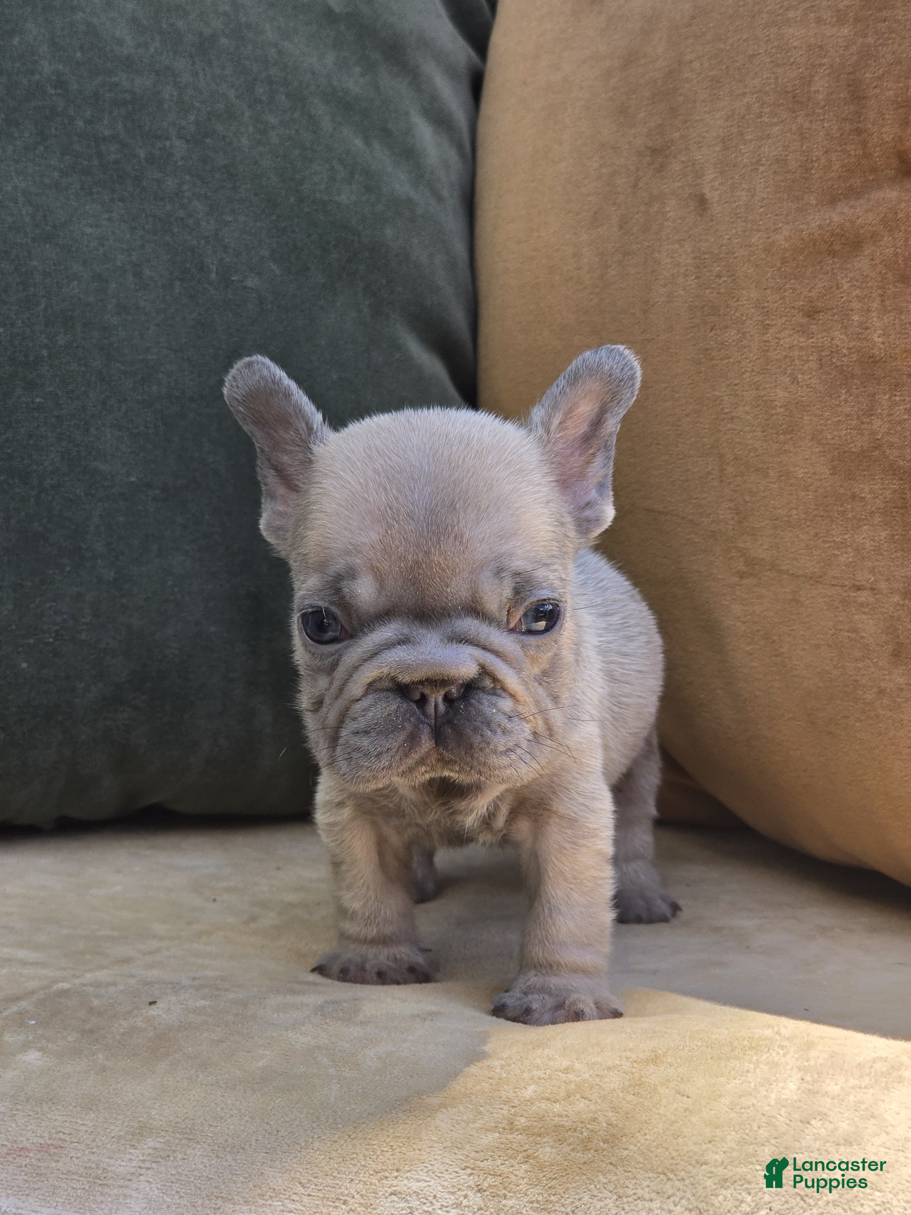 French Bulldog dogs Ozzy - Ad 1
