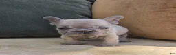 French Bulldog dogs for sale: Ozzy - Ad 1