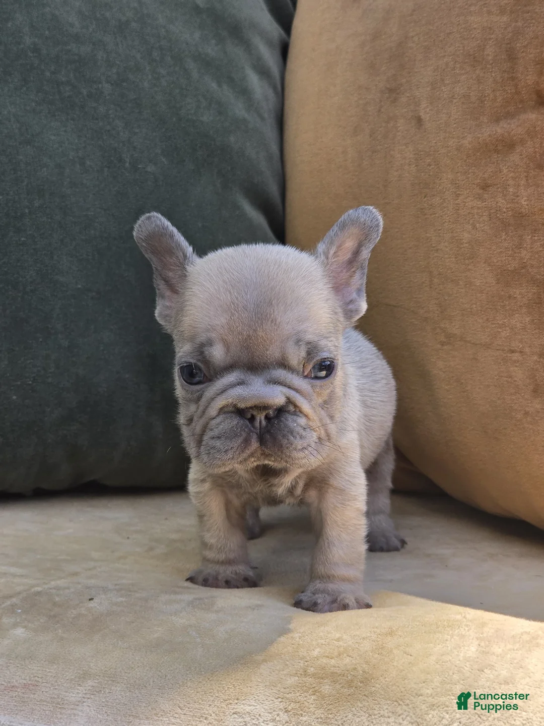 French Bulldog dogs for sale: Ozzy - Ad 1