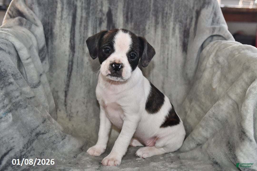 Mixed Breed dogs for sale: Kit Kat - Ad 1