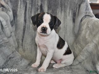 Mixed Breed dogs Kit Kat - Ad 42