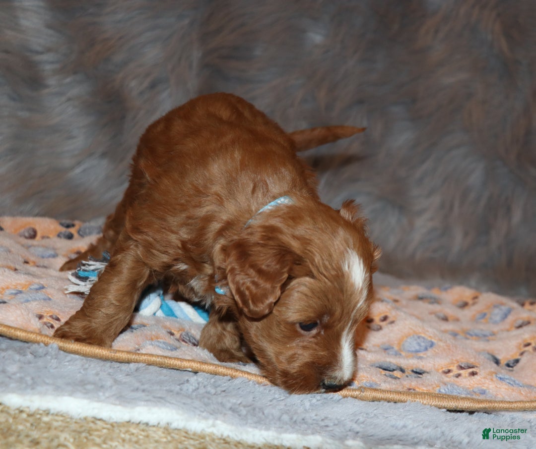 Mini Goldendoodle dogs for sale: Waylon 💙👨‍👨‍👧‍👦💞🐕 - Ad 18