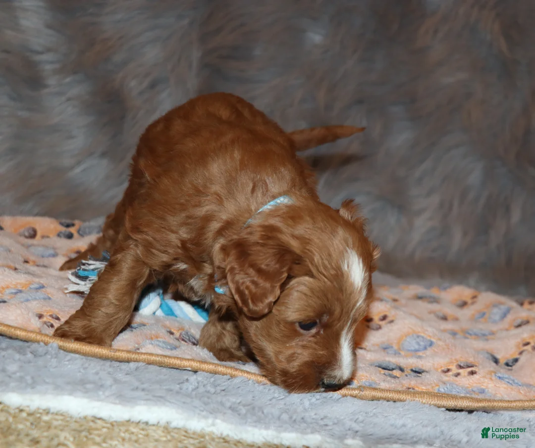 Mini Goldendoodle dogs for sale: Waylon 💙 Genetic Clear Parents - Ad 31