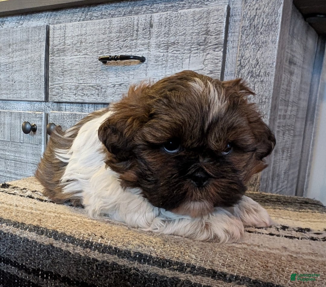Shih Tzu dogs for sale: Starr - Ad 1