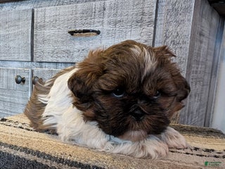 Shih Tzu dogs Starr - Ad 13