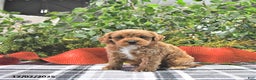 Cavapoo dogs for sale: Cinnamon - Ad 3