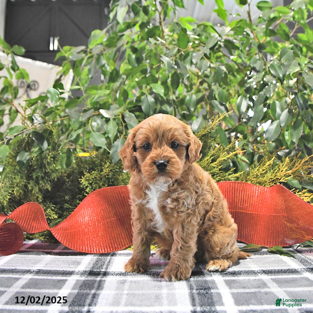 Cavapoo dogs for sale: Cinnamon - Ad 3
